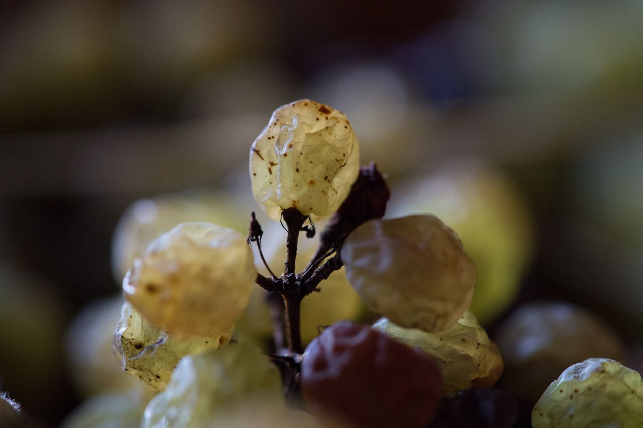 Vignoble Technique Vin de paille VDP-0049